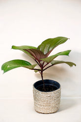 Phyllagathis rotundifolia